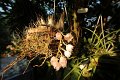 Phalaenopsis   051